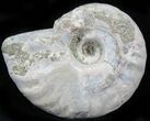 Silver Iridescent Ammonite - Madagascar #29856-1